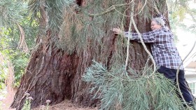 100-Year-Old Sequoia Poisoned Nearly 2 Years Ago in Portland Now Cut Down by Owner