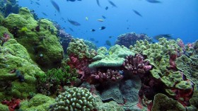 Massive Coral Spawning Event Turns Dying Reef to 