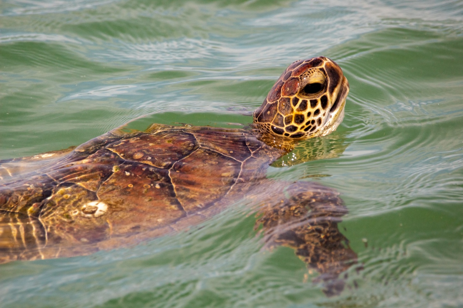 Cold Stunned Sea Turtles Caught In Hypothermic Water Temperatures Taken To Rehab Centers