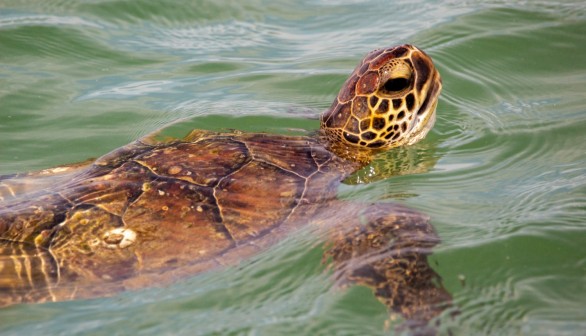 Cold-Stunned Sea Turtles Caught in Hypothermic Water Temperatures Taken to Rehab Centers