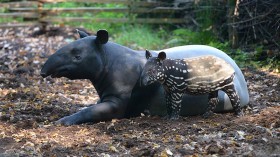 Rare Endangered Malayan Tapir Calf Born in Chester Zoo, a Valuable New Addition to UK Breeding Program