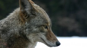 Putting Coyotes on Endangered List Could Save Rare Gray Wolf Species From Illegal Killings, Environmentalists Say