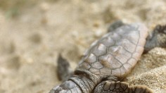 baby loggerhead sea turtle