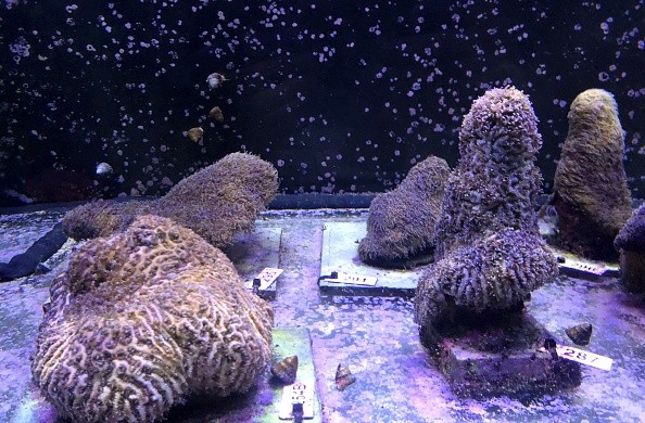 Pillar corals in a water tank 