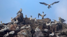 Gannets