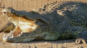 Nowhere In Sight: After Killing 300 People in Africa, Is Gustave the Man-Eating Crocodile Dead?