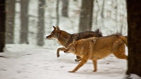 Mystery of First Adult Human Death by Coyote Attack in Canada Solved by Study on Dietary Shift