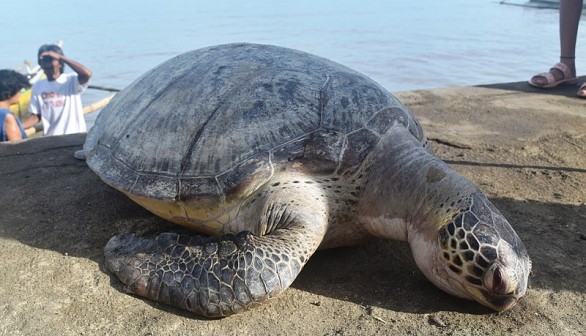 Green Leaf Foundation: Dead Sea Turtle Autopsy Shows Detrimental Effects of Thai Festival Loy Krathong on Marine Life