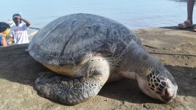Green Leaf Foundation: Dead Sea Turtle Autopsy Shows Detrimental Effects of Thai Festival Loy Krathong on Marine Life