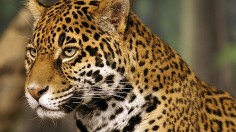 Reintroduction of Jaguars in Southwest US Petition Underway to Boost Dwindling Populations