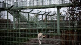 Traumatised Zoo Animals In War-Torn Ukraine Feel The Winter Cold