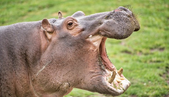 2-Year-Old Boy Survives Hippo Chomp and Hurl in Uganda 