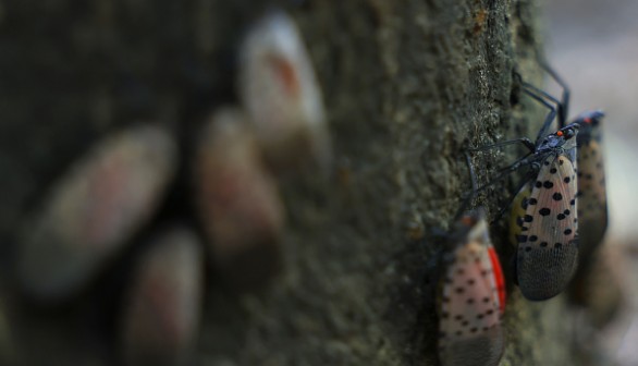 Invasive Species Spotted Lanternfly Permeates Across Northeast With Fears They Could Spread Further