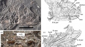 Scientists Found a Coal Seam Full of Ancient Tetrapod Bones Cooked at 350 Degrees Celsius 300 Million Years Ago