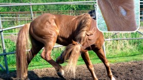 Horses have Night Eyes, Extra Toes, Vestigial Glands on Their Legs — or Do They?