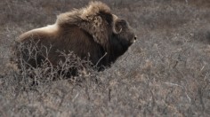 musk ox