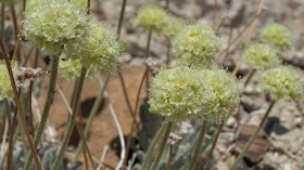 Batteries vs. Species: Nevada Wildflower Growing Only Lithium Mine Site Declared Endangered