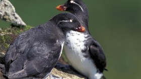 Birds Die of Starvation on the Coasts of Alaska, Experts Warn Shifts in Food Chain Due to Climate Change