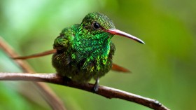 Roufus-tailed hummingbird