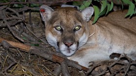 Hollywood Mountain Lion P-22 Ends Reign in Euthanasia After Collision With Vehicle —Los Angeles