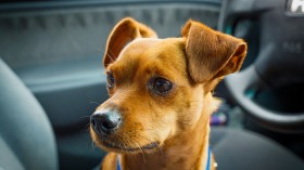 dog in car