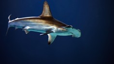 Nursery of Critically Endangered Hammerhead Shark Hatchlings Found Off Coast Isabela Island — Galapagos