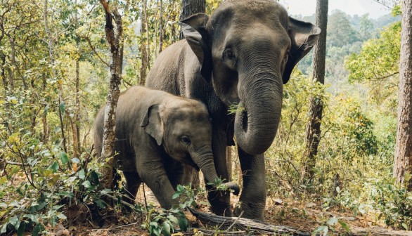 Elephants Creep In at 1 AM to Feast on Thai Villagers' Garden Yields and Crops 
