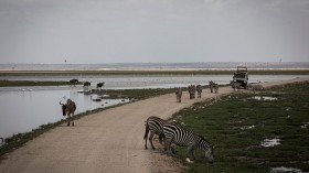 Kenya's Prolonged Drought Decimates Heritage Wildlife Ecosystem