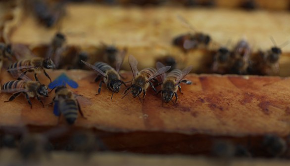 Florida's Vital Bee Population Suffers In Wake Of Hurricane Ian In September