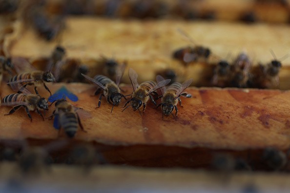 Florida's Vital Bee Population Suffers In Wake Of Hurricane Ian In September