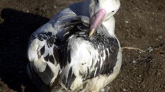The wandering Albatross that hitched a ride to Auc