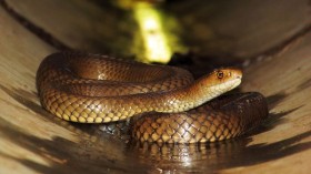 Highly Venomous Eastern Brown Snake Caught in Australia Airport as Temperatures Rise to 98 Degrees