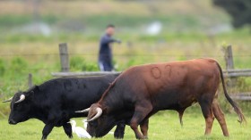 COLOMBIA-ANIMALS-PROTEST-BULLFIGHTING