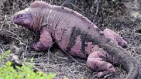 First-Time Sighting of Pink Iguana Hatchlings in Galapagos Raises Hope for Saving the Endangered Reptile