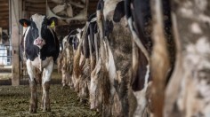 Cow Waste Slurry From Livestock Farming and Fertilizer Pollutes UK Rivers Up to 300 Times in 2021, EA