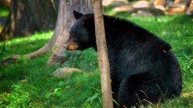 Manhunt Ensues After Poacher Using Bow and Arrows Left Black Bears to Die in Agony — Oregon
