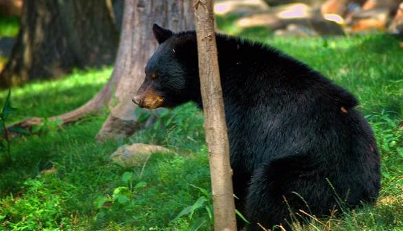 Manhunt Ensues After Poacher Using Bow and Arrows Left Black Bears to Die in Agony — Oregon