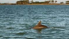 As Water Levels Rise, Historic Islands In Chesapeake Bay Slowly Disappear