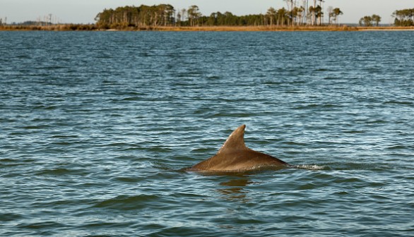 As Water Levels Rise, Historic Islands In Chesapeake Bay Slowly Disappear