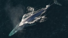 Endangered Blue Whale Off California Coast is a Rare December Sighting