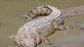 15-Foot Crocodile Turns Into Cranky Dental Patient When Muscle Relaxer Wears Off — Australia