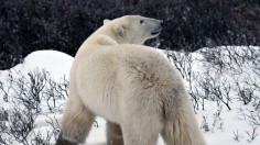Canadian Polar Bears Dying Out, Populations Down to 600 in Polar Bear Capital of the World