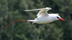 Christmas Island Red-Tailed Bird Soon to Join Vulnerable List with Only 3,000 Left in Australia