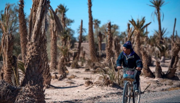 Collapse of an Oasis: Century-Old Palm Trees in Morocco Now Barren of Climate Change-Induced Drought