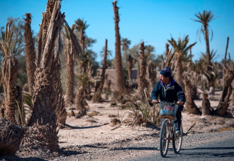 Collapse of an Oasis: Century-Old Palm Trees in Morocco Now Barren of Climate Change-Induced Drought
