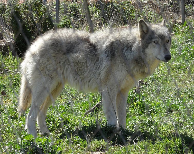 Deutschland befiehlt, Welpen von Hybridhunden durch Abschießen zu töten, um lokale Wolfspopulationen zu schützen