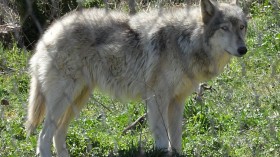 Germany Orders Shoot-to-Kill for Hybrid Wolf-Dog Pups to Protect Local Wolf Populations