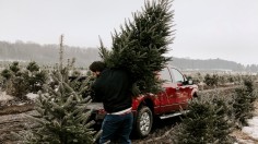 Missouri Upcycles Used Christmas Trees Into Fish Habitats