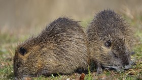 Maryland Eradicates Invasive Rodent Species Nutria at the Cost of $30 Million, Fears of Reinvasion Still Linger