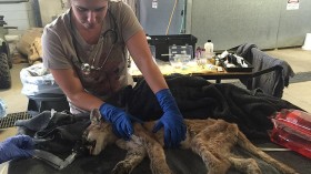 Oakland Zoo Takes Sick Mountain Lion Cub for Intensive Care Treatment —California